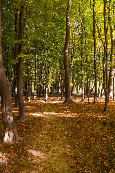 Městský Park Slunečný Den Podzimní Sezóně — Stock fotografie