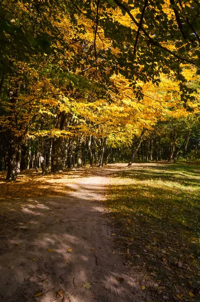 Міський Парк Сонячний День Осінній Сезон — стокове фото