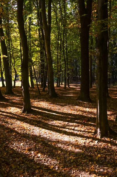 Πάρκο Της Πόλης Στην Ηλιόλουστη Ημέρα Φθινόπωρο Σεζόν — Φωτογραφία Αρχείου