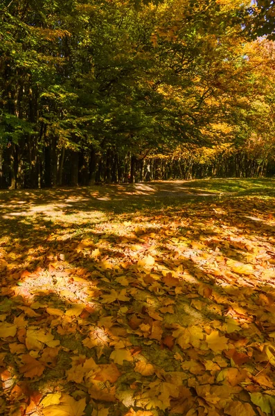 Stadtpark Bei Sonnigem Herbstwetter — Stockfoto