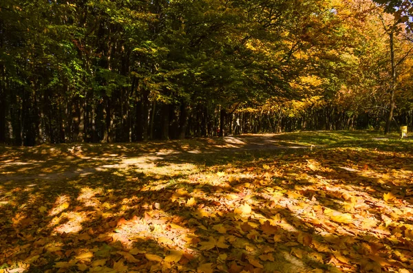 Městský Park Slunečný Den Podzimní Sezóně — Stock fotografie