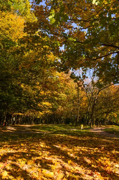 秋のシーズンで晴れた日の都市公園 — ストック写真