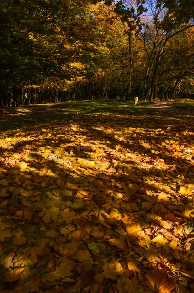 Stadtpark Bei Sonnigem Herbstwetter — Stockfoto
