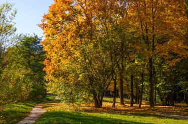 Şehir Parkı güneşli gün sonbahar sezonu