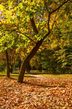 Şehir Parkı güneşli gün sonbahar sezonu