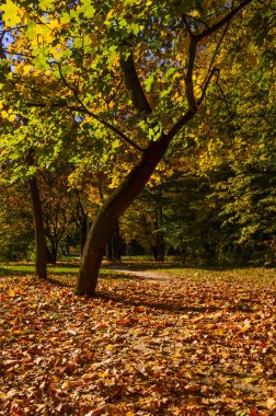 Şehir Parkı güneşli gün sonbahar sezonu