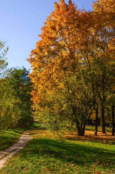 Městský Park Slunečný Den Podzimní Sezóně — Stock fotografie