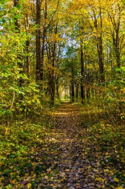 Şehir Parkı güneşli gün sonbahar sezonu