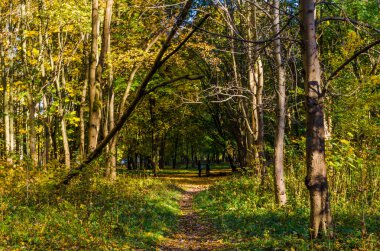 Şehir Parkı güneşli gün sonbahar sezonu
