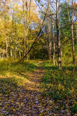 Şehir Parkı güneşli gün sonbahar sezonu