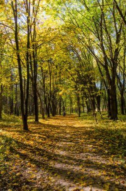 Şehir Parkı güneşli gün sonbahar sezonu