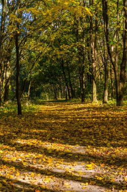 Şehir Parkı güneşli gün sonbahar sezonu