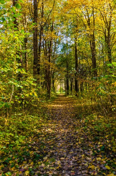 Міський Парк Сонячний День Осінній Сезон — стокове фото