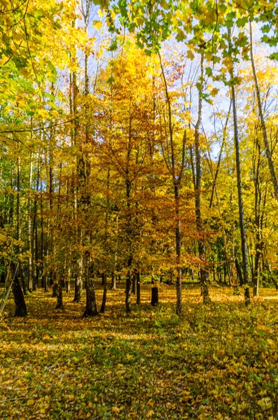 Městský Park Slunečný Den Podzimní Sezóně — Stock fotografie