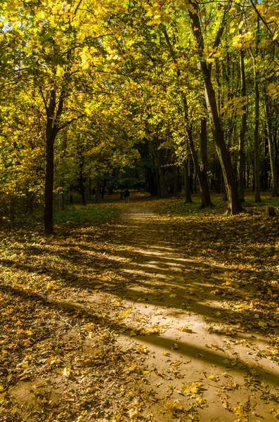 Міський Парк Сонячний День Осінній Сезон — стокове фото