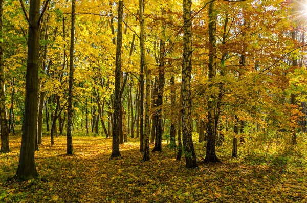 Městský Park Slunečný Den Podzimní Sezóně — Stock fotografie