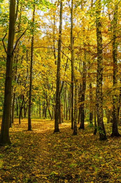 Міський Парк Сонячний День Осінній Сезон — стокове фото