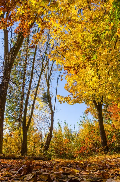 秋のシーズンで晴れた日の都市公園 — ストック写真