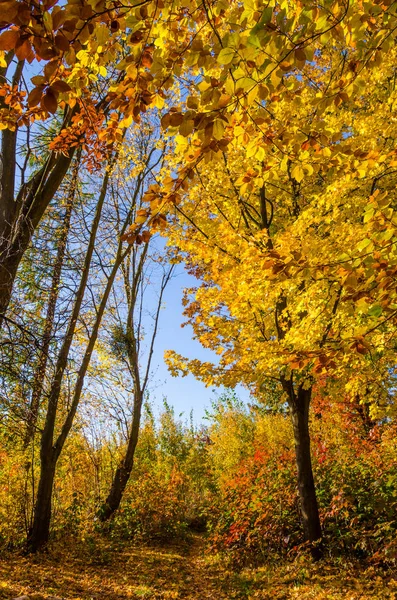 秋のシーズンで晴れた日の都市公園 — ストック写真