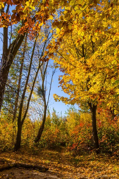 Stadspark Zonnige Dag Herfst Seizoen — Stockfoto