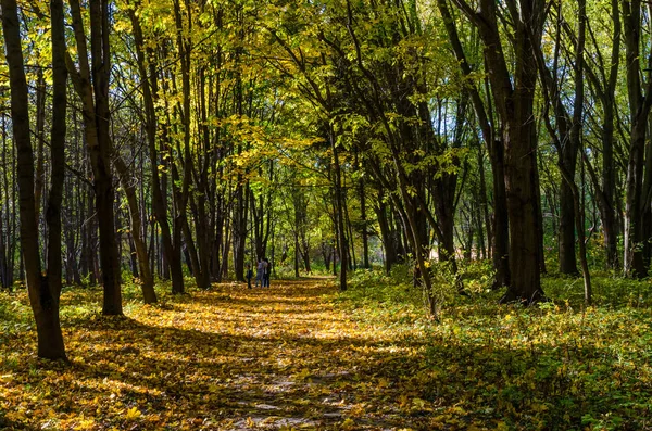 Městský Park Slunečný Den Podzimní Sezóně — Stock fotografie