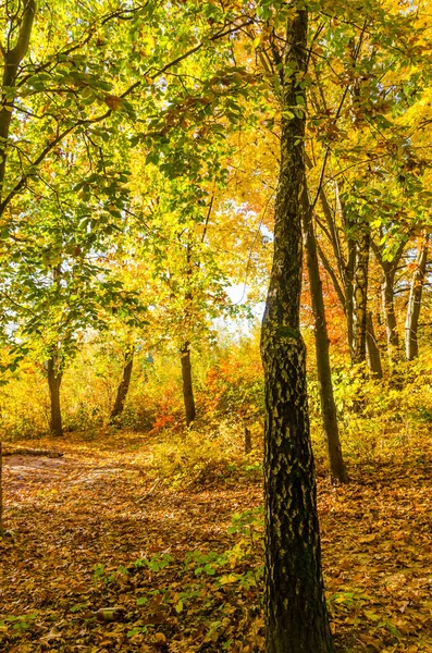 Stadspark Zonnige Dag Herfst Seizoen — Stockfoto