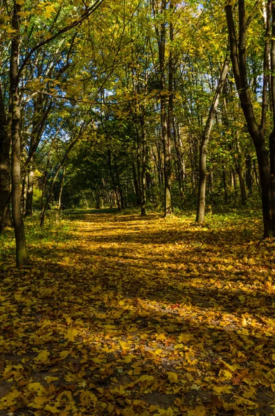 秋のシーズンで晴れた日の都市公園 — ストック写真