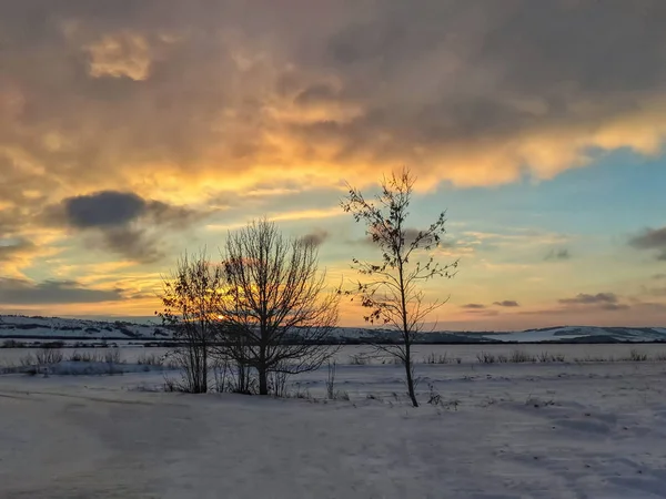 Winter Landscape Field Trees Sunset — Stock Photo, Image
