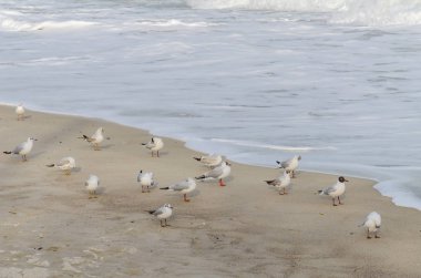 Yaz sezonunda denizde deniz gülleri