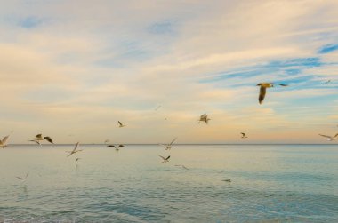 Yaz sezonunda Odesa deniz manzarası