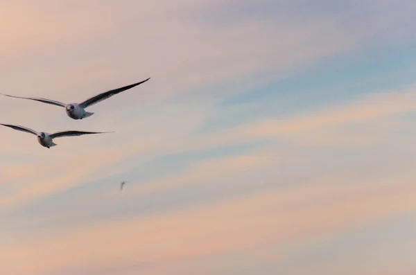 Seagul Birds Sea Summer Season — Stock Photo, Image