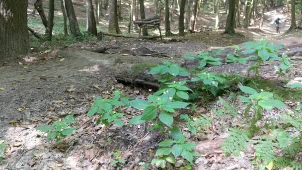 VTT vélo sur le sentier en saison estivale — Video