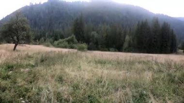 Yaz sezonunda en üst teki karpat dağlarıile video görüntüleri