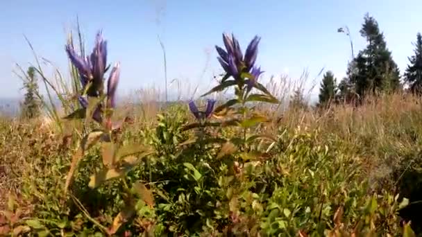 Videomaterial Mit Karpaten Auf Der Draufsicht Während Der Sommersaison — Stockvideo