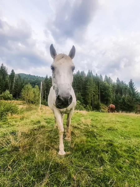 Pferd Steht Während Der Sommersaison Auf Dem Feld Mit Grünem — Stockfoto
