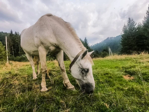 Ló standin a pályán zöld fű durinf nyáron se — Stock Fotó