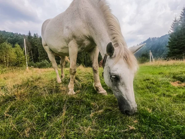Ló standin a pályán zöld fű durinf nyáron se — Stock Fotó