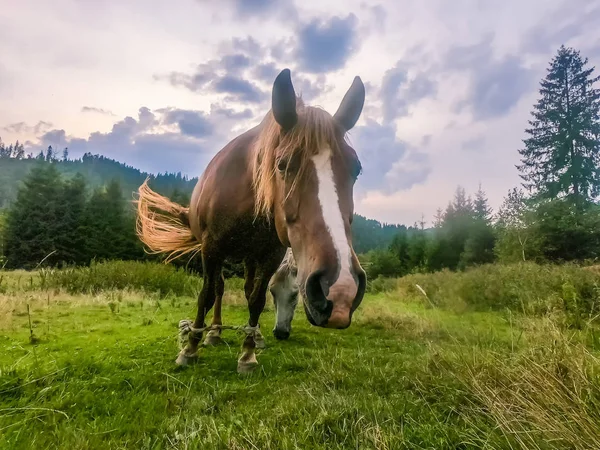 Cheval Debout Sur Terrain Avec Herbe Verte Durinf Saison Estivale — Photo