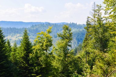 Karpat Dağları, sonbahar mevsiminde güneşli bir günde manzara sunar.