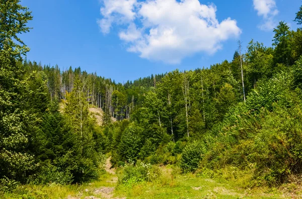 Cárpatos Montañas Paisaje Temporada Otoño Día Soleado — Foto de Stock