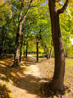 Sonbahar sezonunda renkli şehir parkı