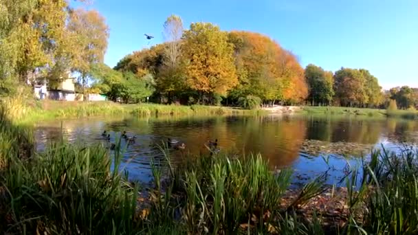 Videobeelden van het herfststadspark — Stockvideo