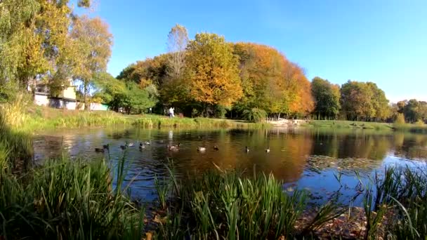 Video del parque de otoño de la ciudad — Vídeos de Stock