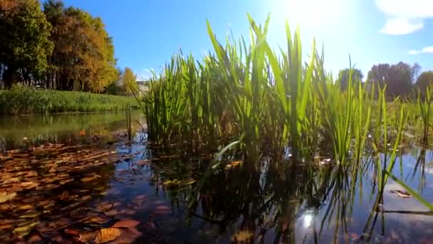 秋の都市公園のビデオ映像 — ストック動画