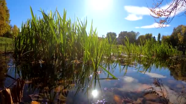 Videoaufnahmen vom Stadtpark im Herbst — Stockvideo