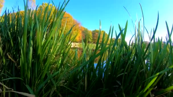 Видеосъемка осеннего городского парка — стоковое видео