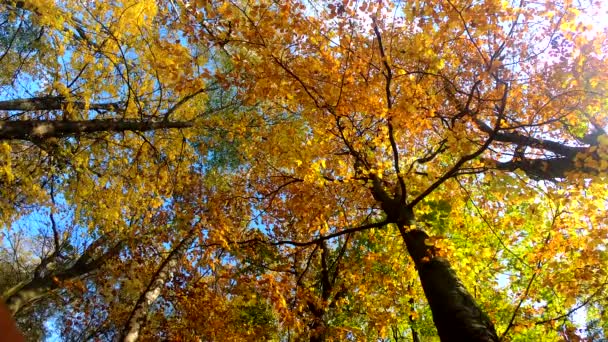 Złoty Las Sezonie Jesiennym — Wideo stockowe