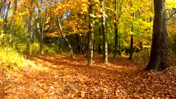 Bosque Dorado Temporada Otoño — Vídeos de Stock