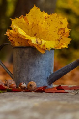 Sonbahar, sonbahar mevsiminde su dolu bir hayattır.