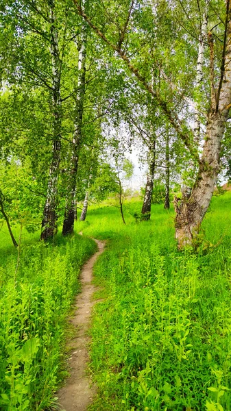 Landscape bacground in the spring season with path and trees